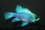 Ramirezi Electric Blue